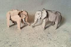 Asian-Elephant-Kato-12
