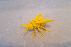 Bee_v2_front