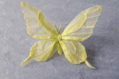 1_Butterfly_v2-back