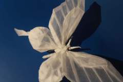 Butterfly_v2-back