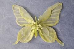 Butterfly_v2-belly