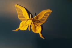 Butterfly_v2-legs