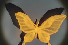 Butterfly_v2-light