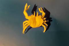 Crab V1