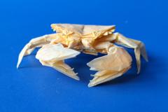 Crab_V2-front