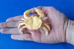 Crab_V2-hand