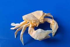 Crab_V2-head