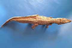 Crocodile-v1-26
