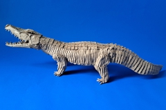 Crocodile-v1-36