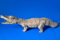 Crocodile-v1-37