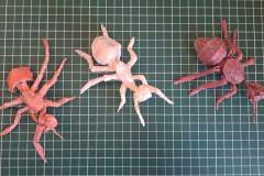 Ant_development