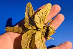 Dragonfly_v3-hand