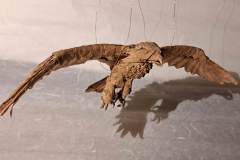 Eagle_v1-fly-belly