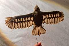 Eagle_v1-light