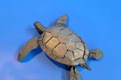 Green-Turtle-V2