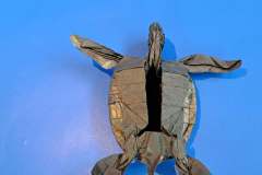 Green-Turtle-V2