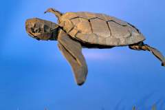 Green-Turtle-V2