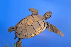 Green-Turtle-V2