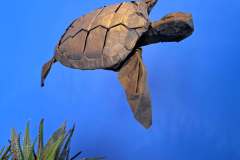 Green-Turtle-V2