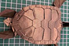 Green-Turtle-V2-19