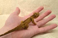 iguana-v1-hand-3
