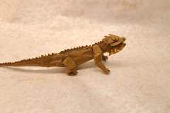 iguana-v1-right