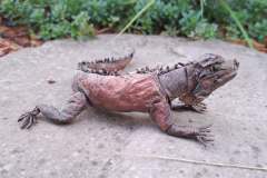 iguana_v2-1