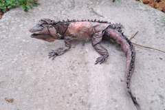 iguana_v2-10