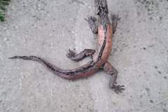 iguana_v2-11