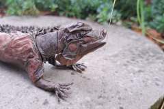 iguana_v2-12