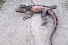 iguana_v2-13