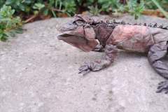 iguana_v2-14