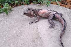 iguana_v2-15