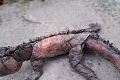 iguana_v2-16