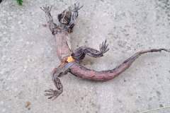 iguana_v2-18