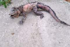 iguana_v2-19