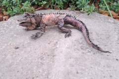 iguana_v2-20