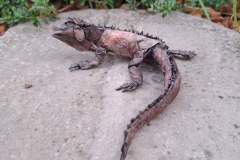 iguana_v2-21