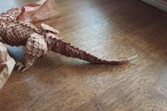 scaled_wyvern_v1-tail