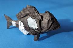 sheepshead-fish-front