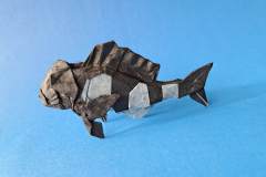 sheepshead-fish-left
