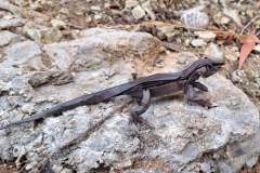 Simple Lizard