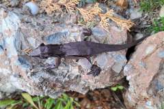 simple-lizard-10