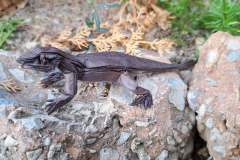 simple-lizard-11