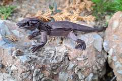 simple-lizard-12