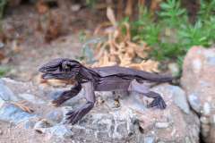 simple-lizard-13