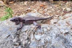 simple-lizard-17