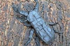 Stag Beetle HP