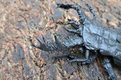 Stag-Beetle-HP