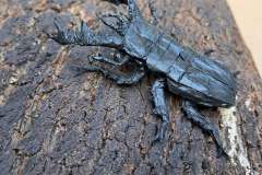 Stag-Beetle-HP